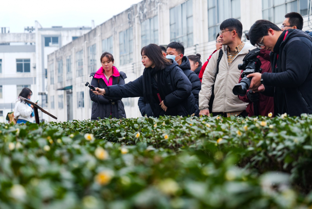 央地媒体遵义行丨体验茶叶制作工艺 领略茶文化魅力